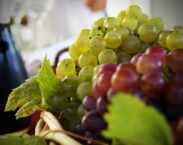 Termální lázně Harkány Termální lázně Harkány